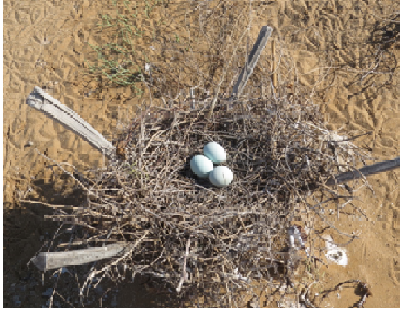 تعبیه آشیانه مصنوعی برای پرندگان زادآور در استان بوشهر