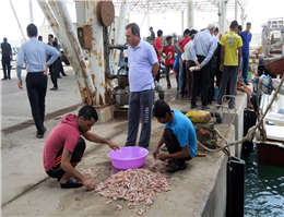 تخلیه ۸ هزارتن ماهی صنعتی دراسکله صیادی بوشهر