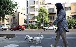 “سگ گردانی” در خیابان های بوشهر با خودروهای لوکس