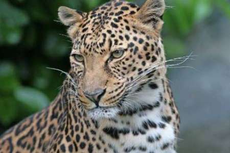 کاری بی نظیر در جهان؛اولین خسارت بیمه نامه «پلنگ» به روستاییان بوشهر پرداخت شد