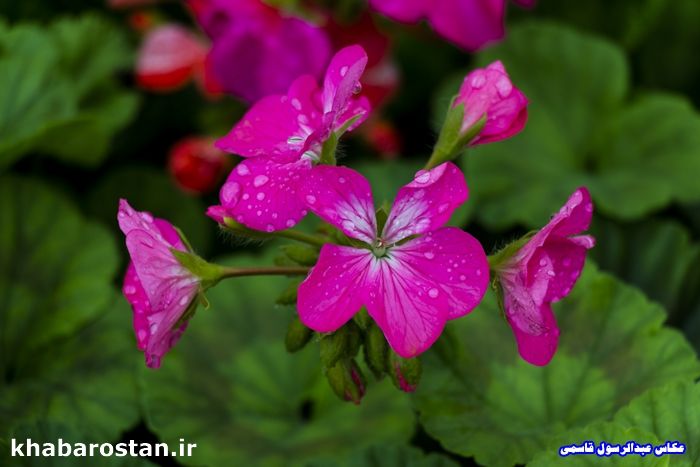 تنها گل فروشی شهر خورموج+تصویر