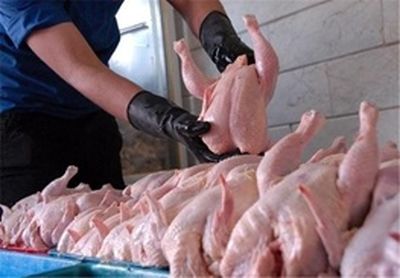 توزیع مرغ فاسد در تنگستان/فرماندار عذرخواهی کرد