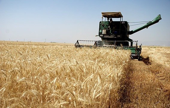 گندم‌کاران بوشهری در هشت روز نصف پارسال محصول تولید کردند