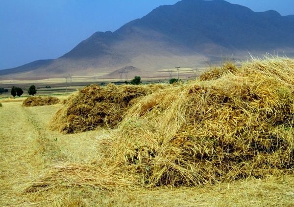 ۱۲ مرکز خرید گندم در استان فعال شد