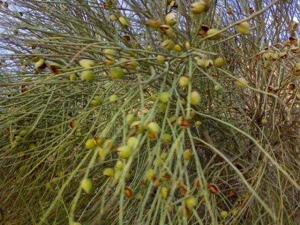 آغاز برداشت  بادام کوهی (الوک) در شهرستان دشتی