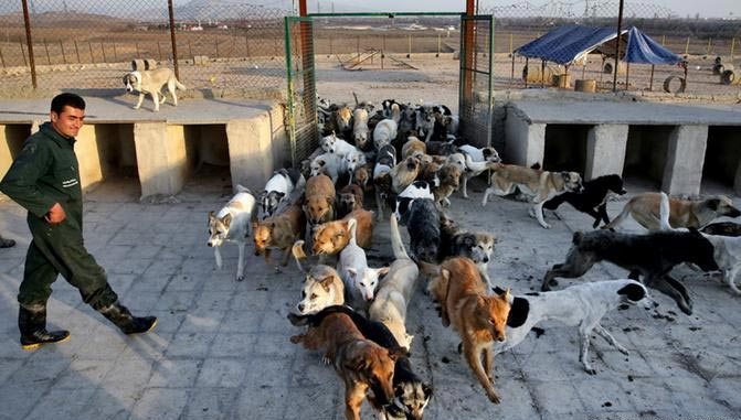 کمپ ویژه نگهداری سگ‌های بدون صاحب در بوشهر راه‌اندازی شد