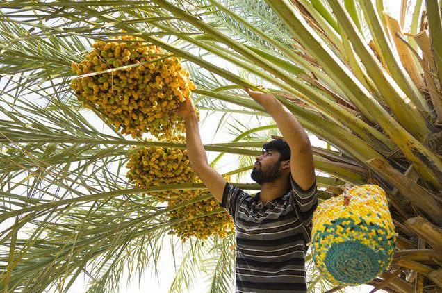 فصل خرماپزان به کام نخلداران بوشهری تلخ است