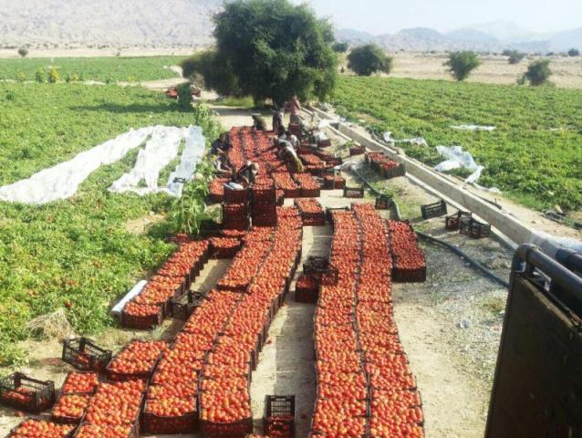 قیمت گوجه فرنگی در بازار چند است؟