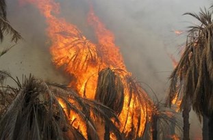 مهار آتش سوزی در مزارع ارم دشتستان