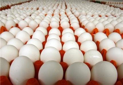 رشد ۲ برابری واردات تخم مرغ در هشت ماه امسال