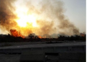 جنگل ۵۰ ساله تل چیتی گناوه دچار حریق شد+عکس