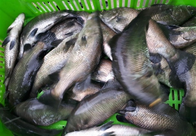 صید افزون بر ۳۰ هزارتن ماهی در استان بوشهر