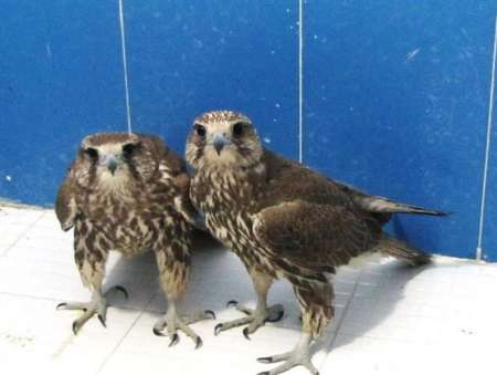 کشف محموله پرندگان شکاری و هوبره در استان بوشهر