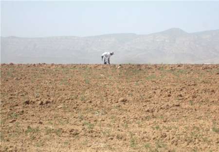 کاهش ۷۰ درصدی بارندگی در استان/ خسارت گسترده به گندم‌زارهای بوشهر