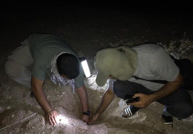 نصب دستگاه‌های ثبت دمای بستر لانه گزینی لاک‌پشت‌های دریایی در بوشهر