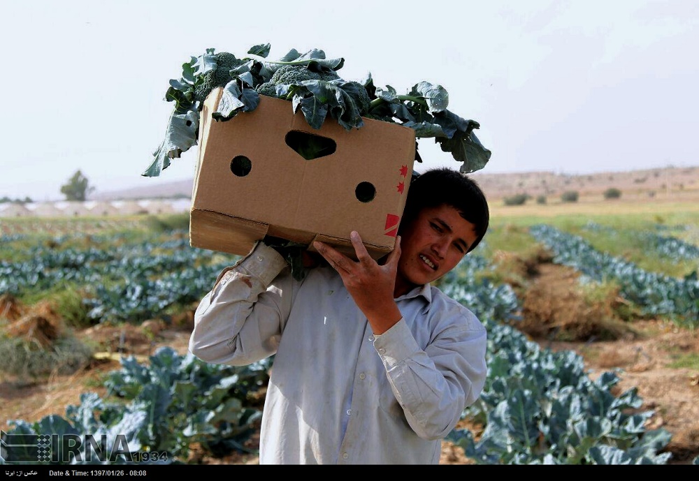 برداشت کلم بروکلی در دشتستان+عکس