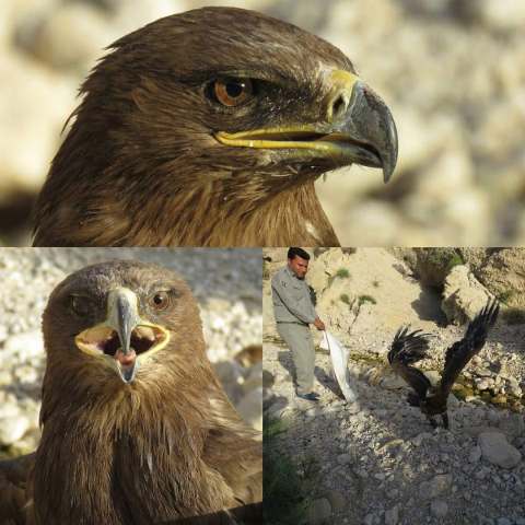 رهاسازی یک بُهله عقاب طلایی در منطقه شکار ممنوع کوه سیاه +عکس