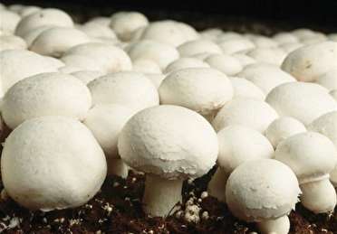 مصرف قارچ های پرورشی خطر ندارد