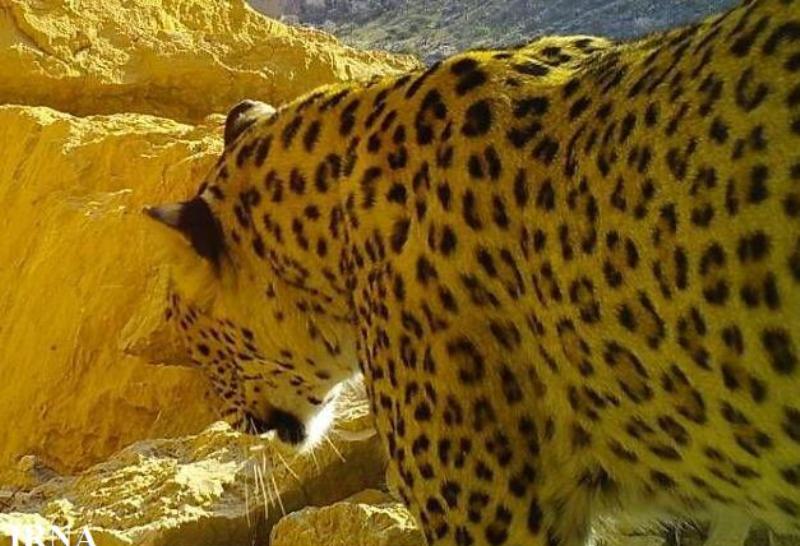 دوربینهای محیط زیست استان ۳ پلنگ را ثبت کردند