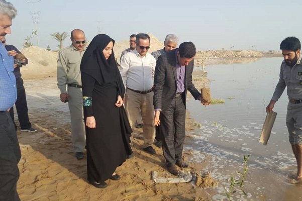 کاشت درختان مانگرو در سواحل بوشهر+عکس