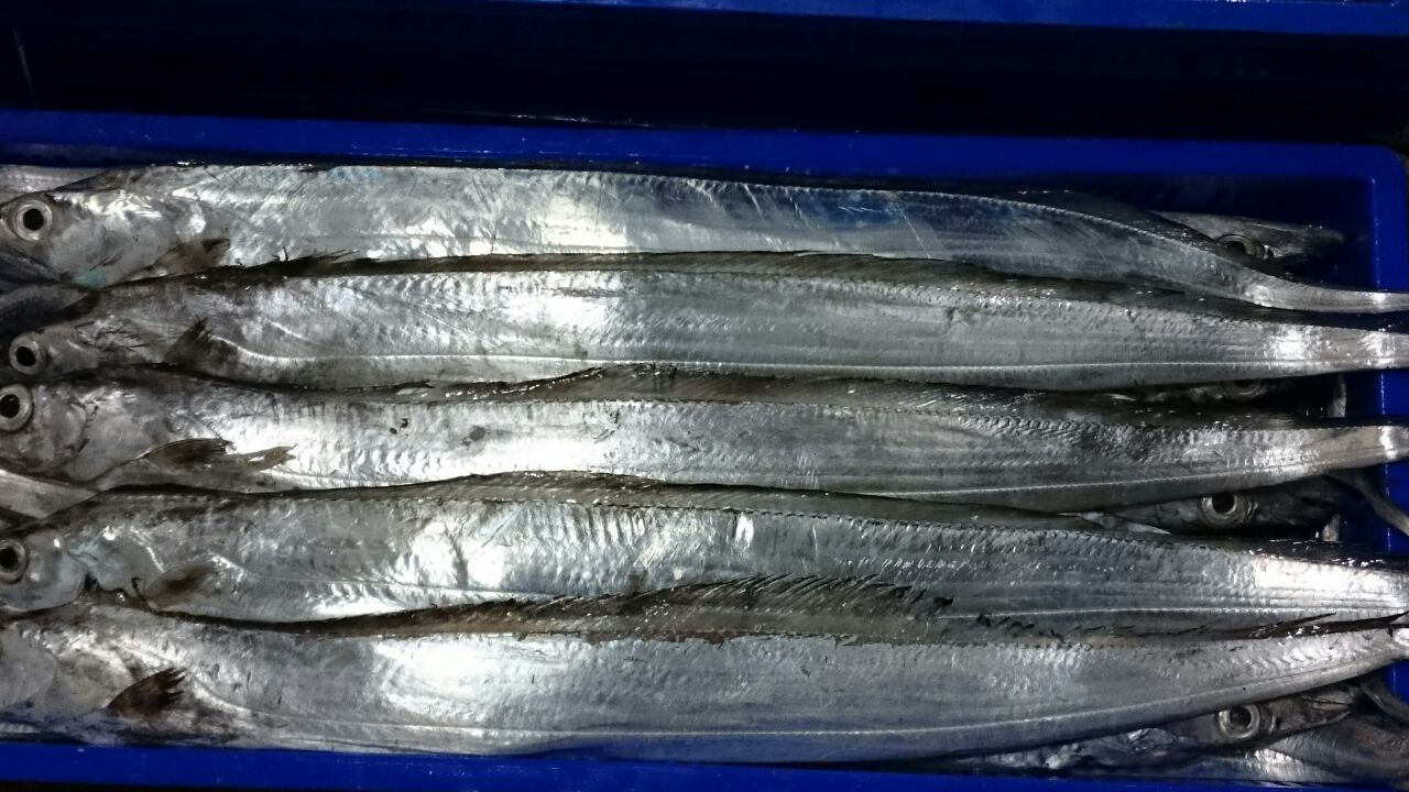 صیدی که از دیر صادر می‌شود