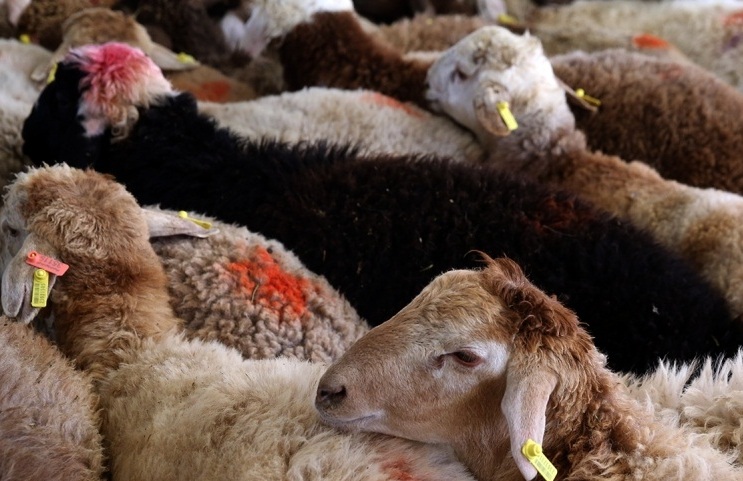واردات دام منجر به کاهش ۱۰ هزارتومانی قیمت گوشت قرمز در بازار شد