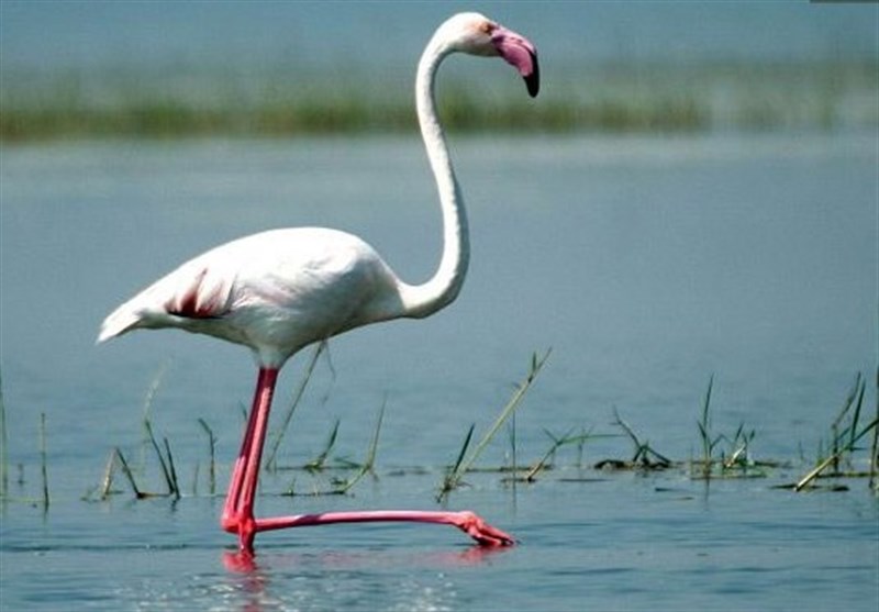 دستگیری فروشنده پرنده فلامینگو در فضای مجازی