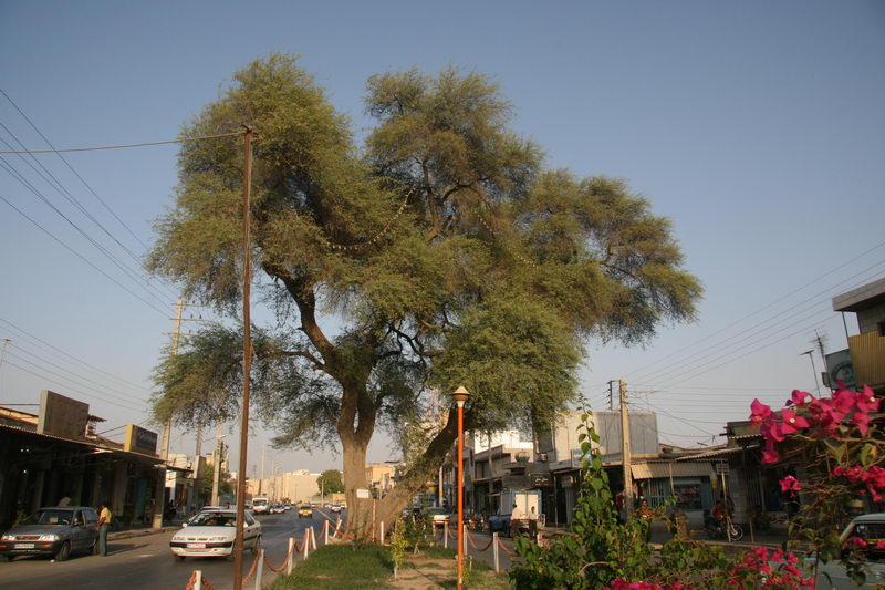 ثبت ملی درخت چش کهنسال بوشهر
