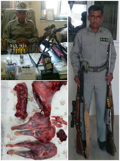 شکارچیان کل در کنگان دستگیر شدند+عکس