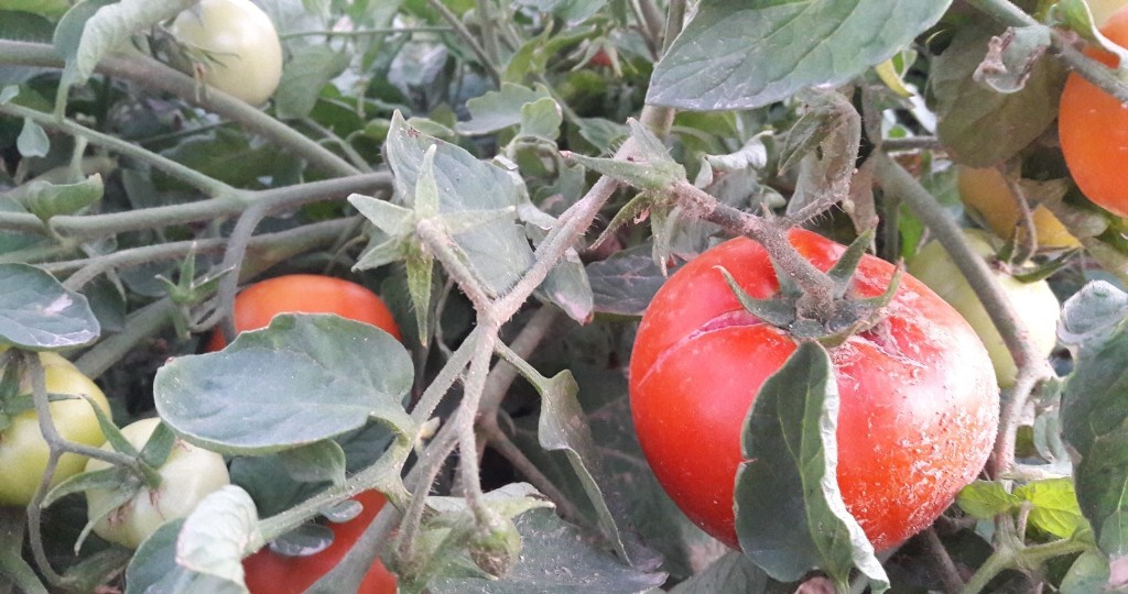 برداشت گوجه فرنگی خارج از فصل بخش ارم دشتستان (عکس)