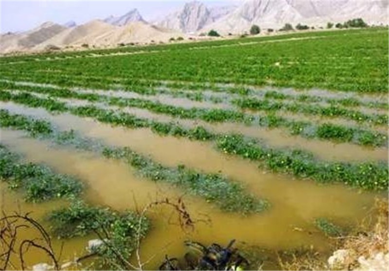 کشاورزان در روزهای بارانی مواظب محصولات خود باشند