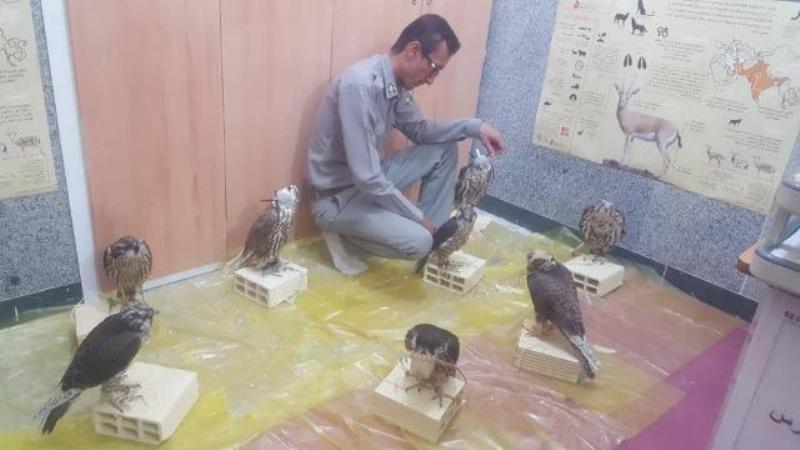هشت بهله پرنده شکاری درعسلویه کشف شد+عکس