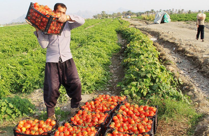 قیمت گوجه فرنگی به زیر ۱۵ هزار تومان می رسد