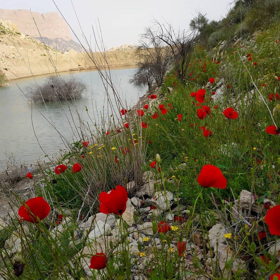 طبیعت زیبای بهاری در شهرستان جم+تصویر