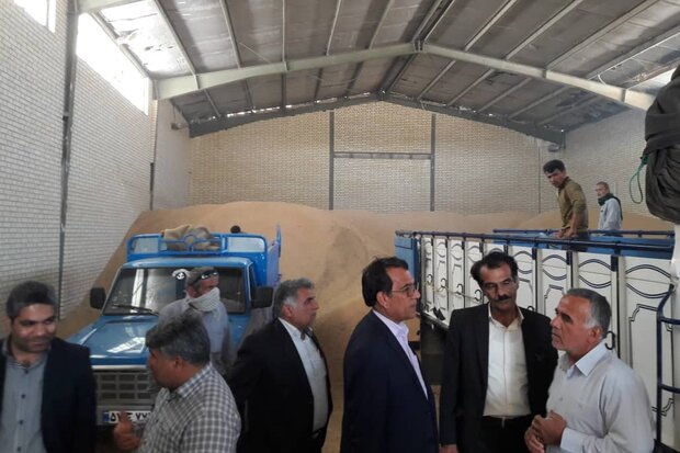 مرکز خرید گندم مال قائد گناوه راه اندازی شد