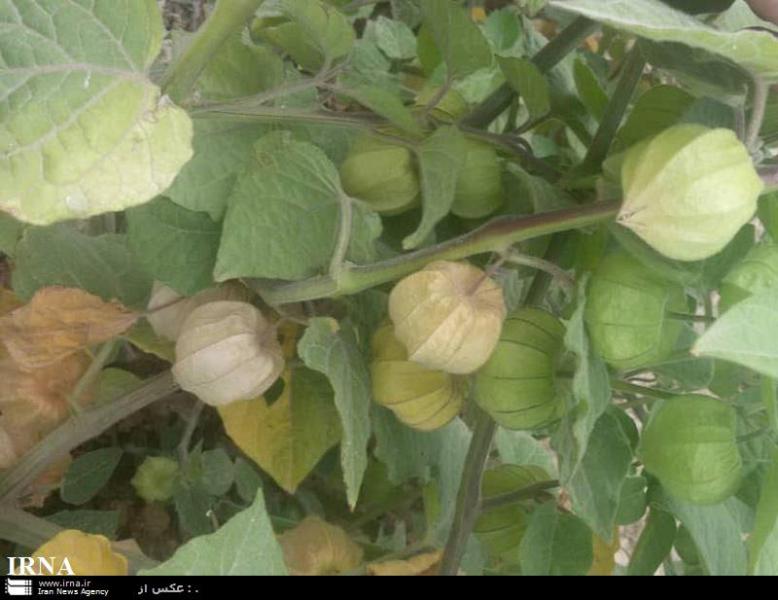 آغاز برداشت میوه فیسالیس در باغان دشتی