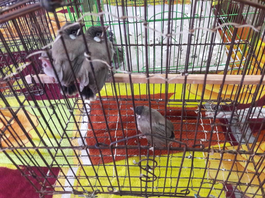 کشف۱۹۰ پرنده قاچاق با تلاش تیپ امام صادق (ع) بوشهر
