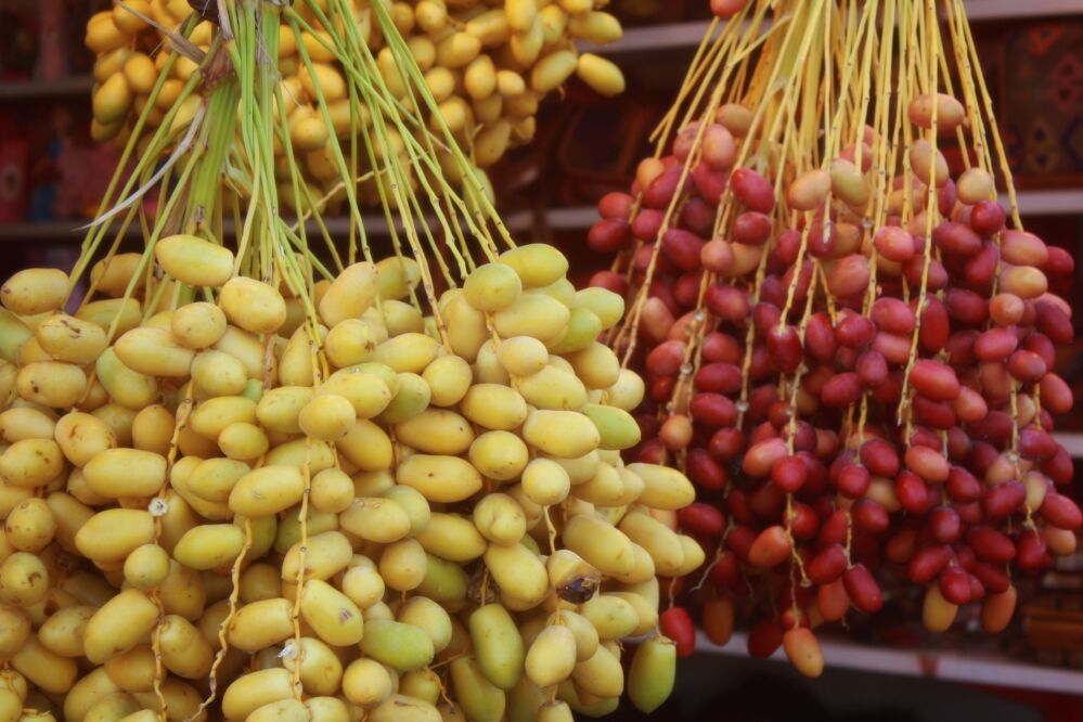 برداشت خارک و رطب از نخلستانهای دشتستان+تصویر