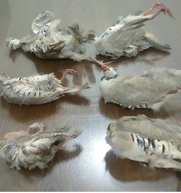 دستگیری متخلف حرفه‌ای شکار پرندگان و قاچاق هوبره در شهرستان دشتی
