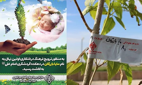 هر تولد یک درخت در بوشهر