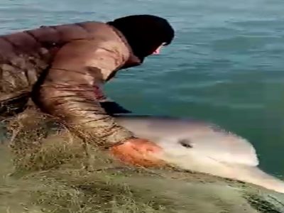 ماجرای دلفین گرفتار شده در تور صیاد تنگستانی