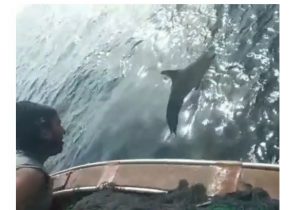 نجات دومین دلفین توسط صیادان استان