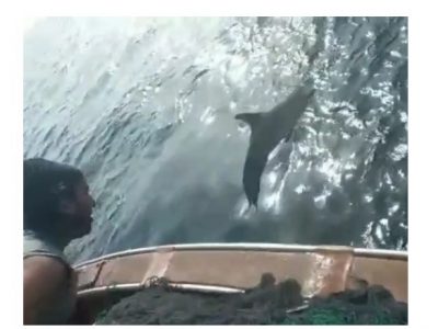 نجات دومین دلفین توسط صیادان استان