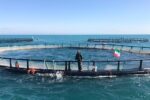بوشهر؛ بزرگترین پرورشگاه ماهی در قفس کشور