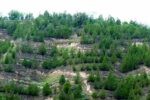 عملیاتی نشدن ۱۰۰۰ هکتار جنگل‌کاری توسط منطقه ویژه پارس