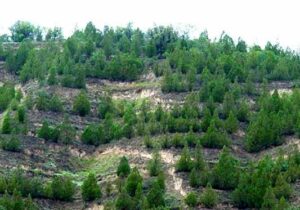 تخصیص۳۰ میلیارد تومان برای درختکاری در پارس جنوبی