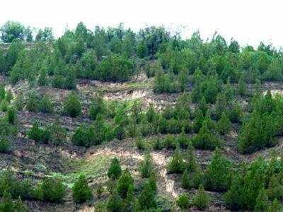 عملیاتی نشدن ۱۰۰۰ هکتار جنگل‌کاری توسط منطقه ویژه پارس