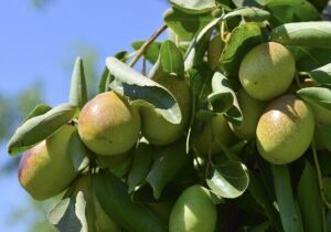 میوه دهی گیاه جوجوبا در کاکی