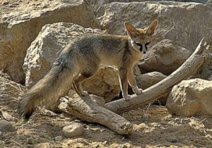 ثبت اولین مشاهده شاه روباه در استان بوشهر + عکس