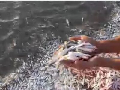 علت تلف شدن ماهی ها در ساحل گناوه چه بود؟